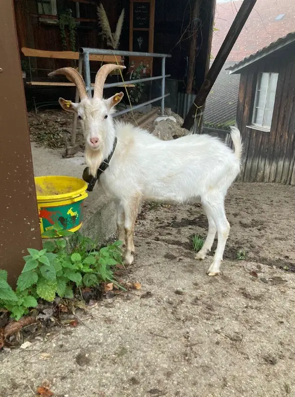Saanen Ziegenbock aus Biobetrieb zu verkaufen
