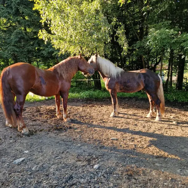 Verkaufe unser 3 jähriger Kaltblut Hengst