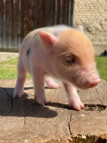 Minipig Ferkel Eber