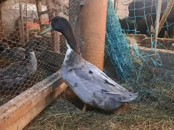 Canard de Poméranie