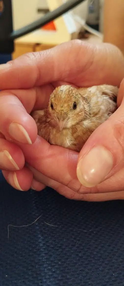 Junge Zwergwachtel Weibchen abzugeben