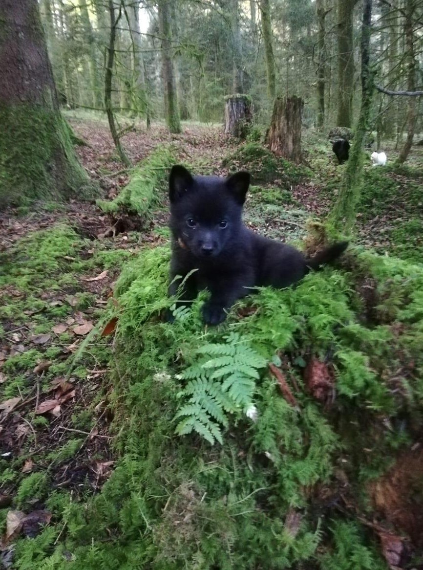 Schipperke Welpen mit FCI Stammbaum