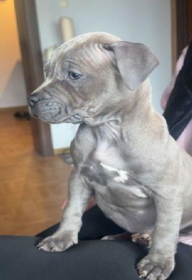 2 American Staffordshire Terrier Welpen Auszugsbereit