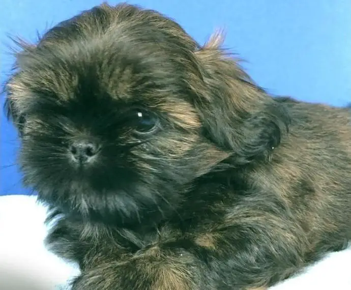 Shih-Tzu Welpen