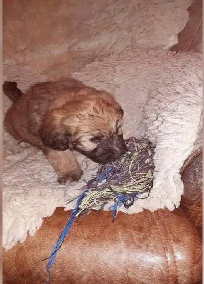 Wunderschöne Goldendoodle in Medium und Standard