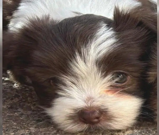 Bolonka Zwetna Mädchen sucht liebevolles Heim