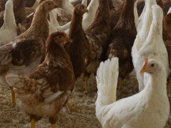 Junghennen zu verkaufen