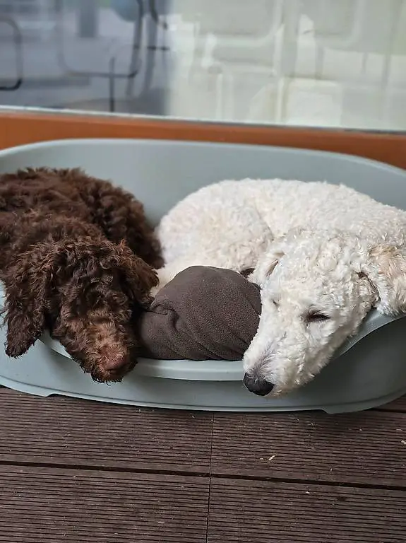 Dog sitting bei Uns zu Hause