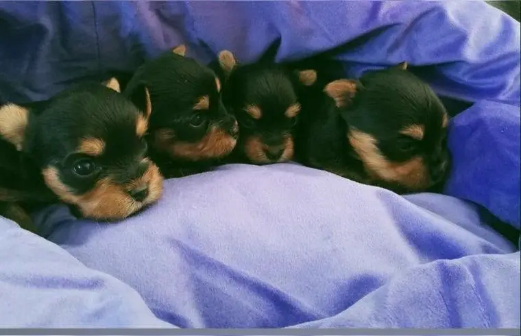 Reinrassige Yorkshire-Terrier Welpen mit Papiere in liebevolle Hände abzugeben