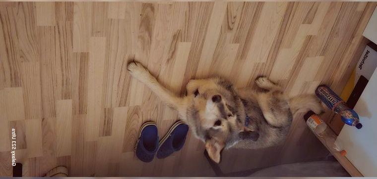 Syberian Husky mix