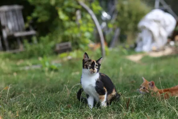 Glückskatze/ Kitten, Baby Katze vom Bauernhof