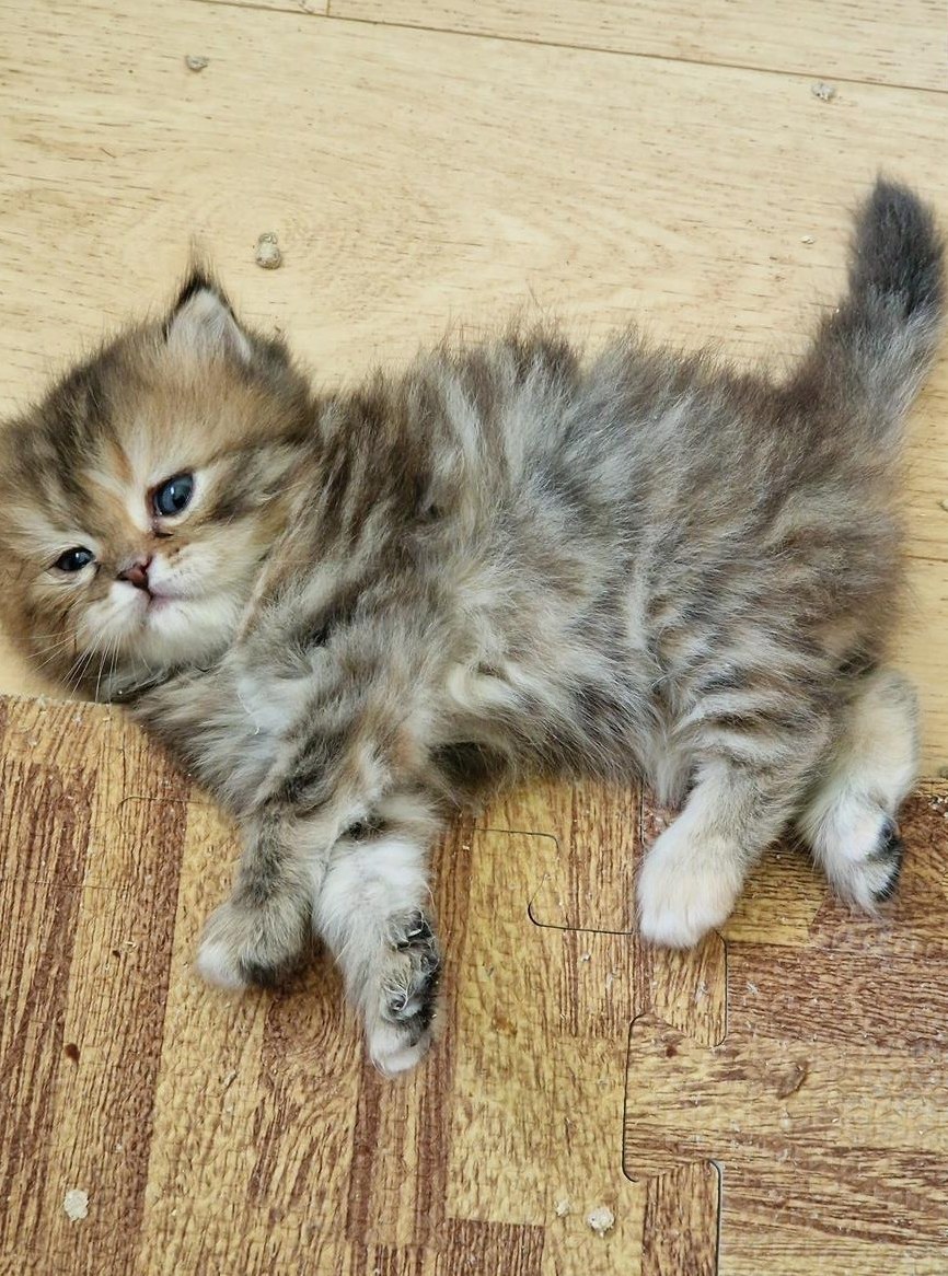 Perser Kitten suchen ein neues Zuhause