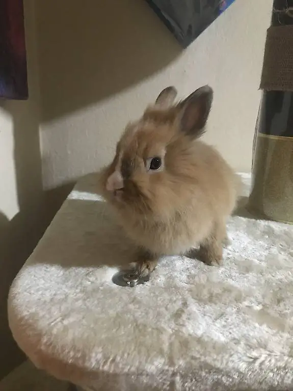 Coniglietto testa di leone