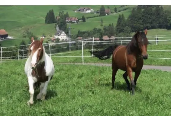 Pferde Pensionsplatz nach Vereinbarung in Egg bei Einsiedeln