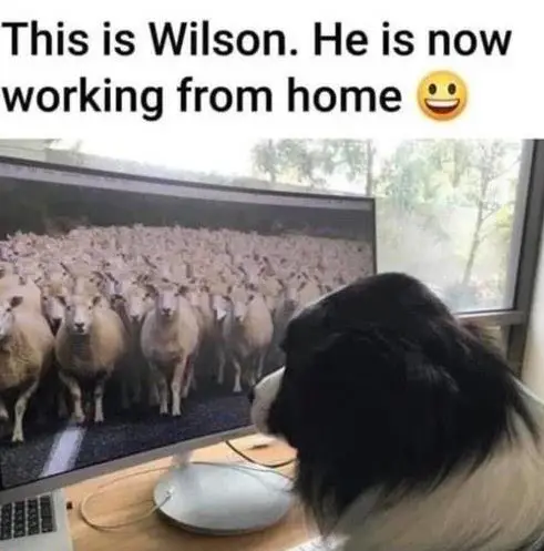 Job mit Tieren - Teilzeitstelle gesucht