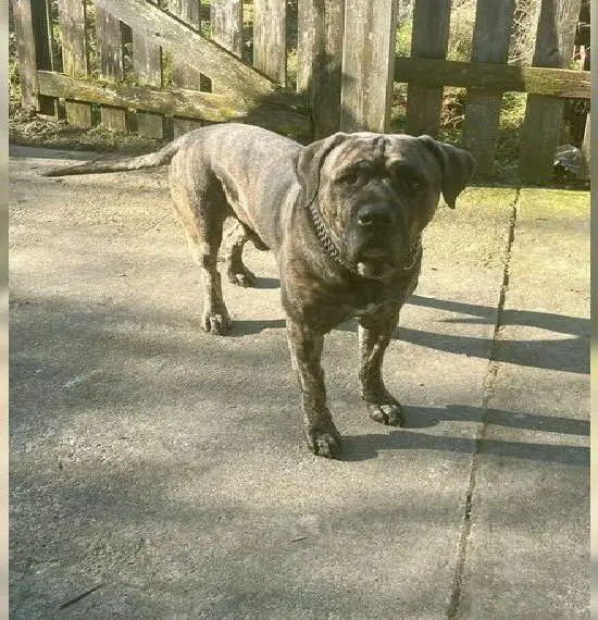 Presa Canario