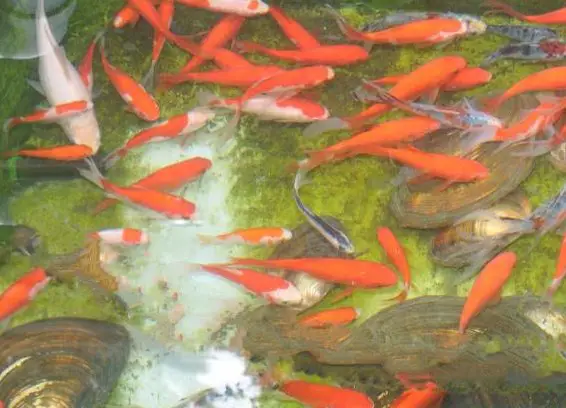 Biotop- und Teichfische aus der Aussenanlage