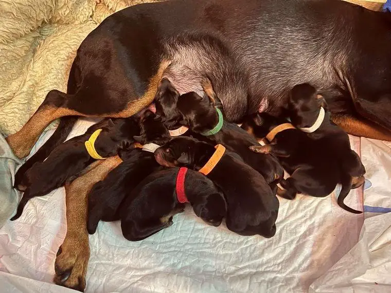 Welpen Deutscher Pinscher