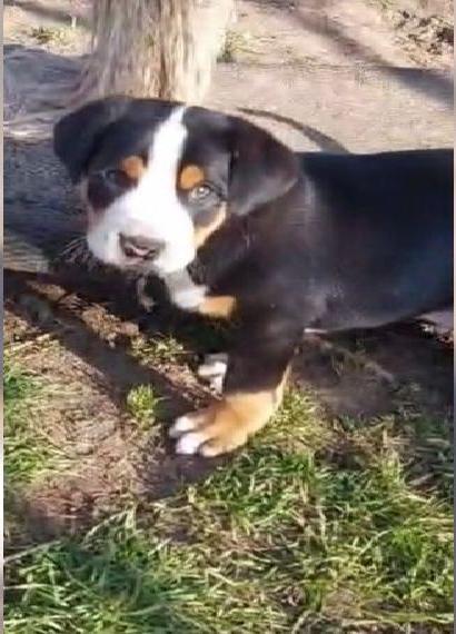 Grosser Schweizer Sennenhund Welpe