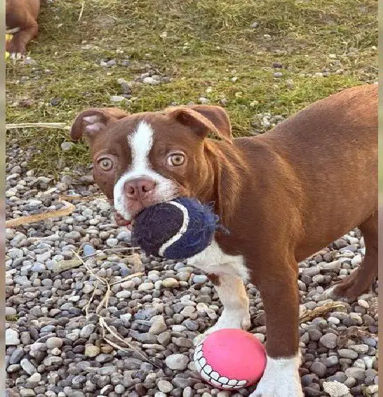 Boston Terrier Bub abzugeben