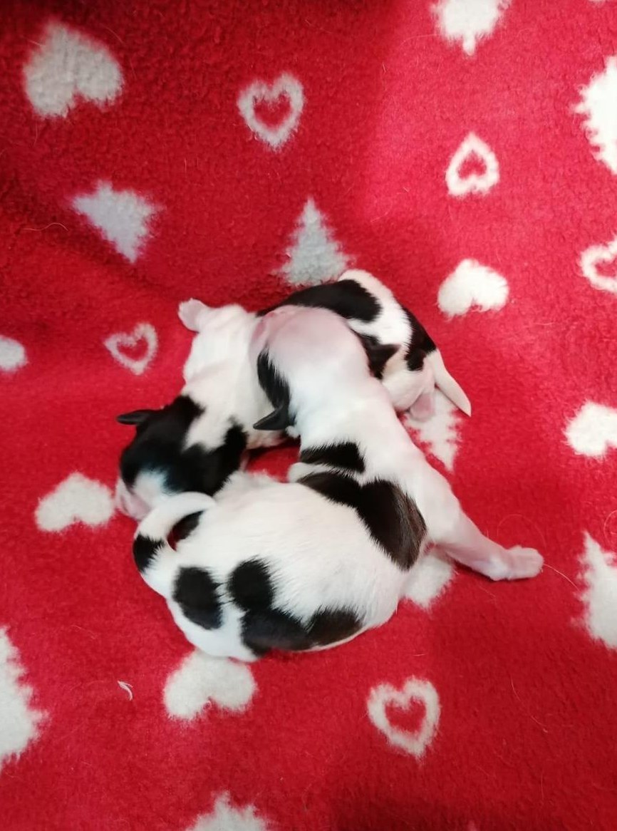 Shih Tzu Welpen aus Familienzucht in Italien