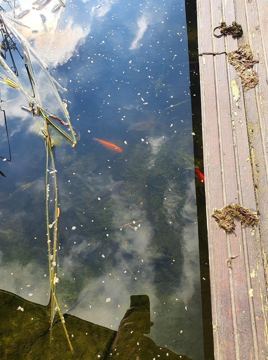 Verschiedene Goldfische GRATIS abzugeben