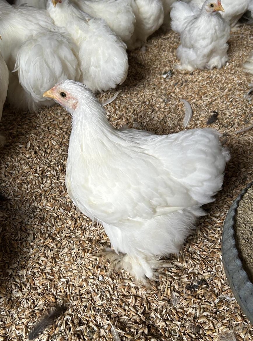 Zwerg-Cochin weiss zu verkaufen