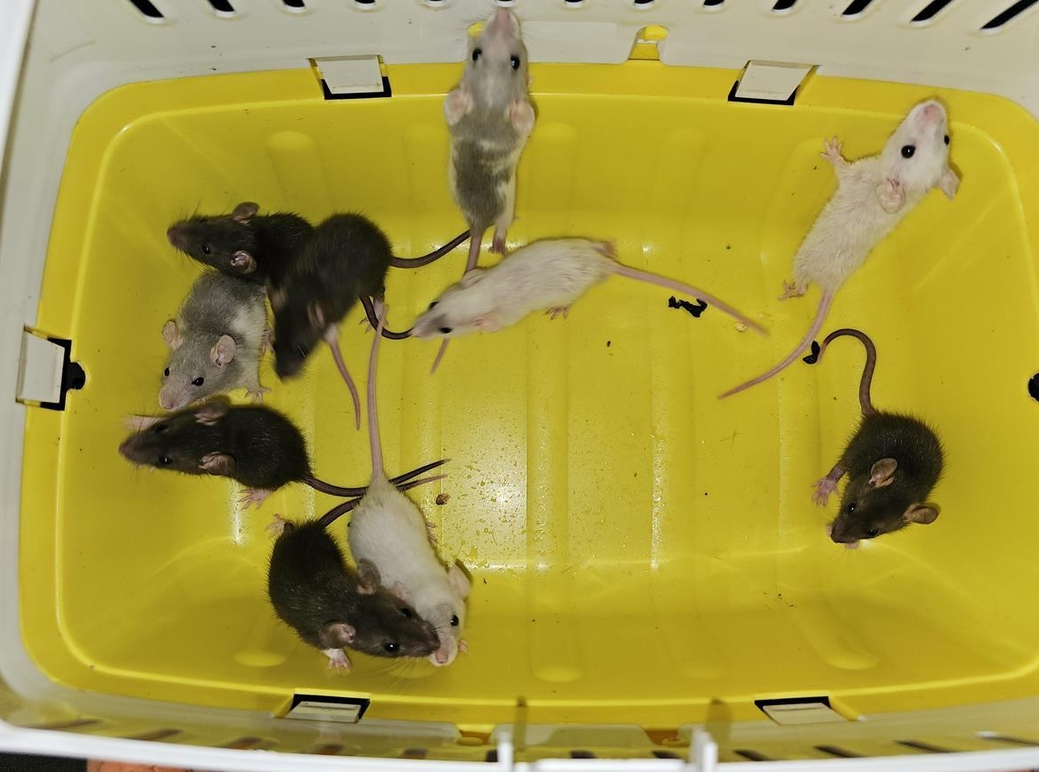 Farbratten Babys auch Dumbos, männlich und weiblich