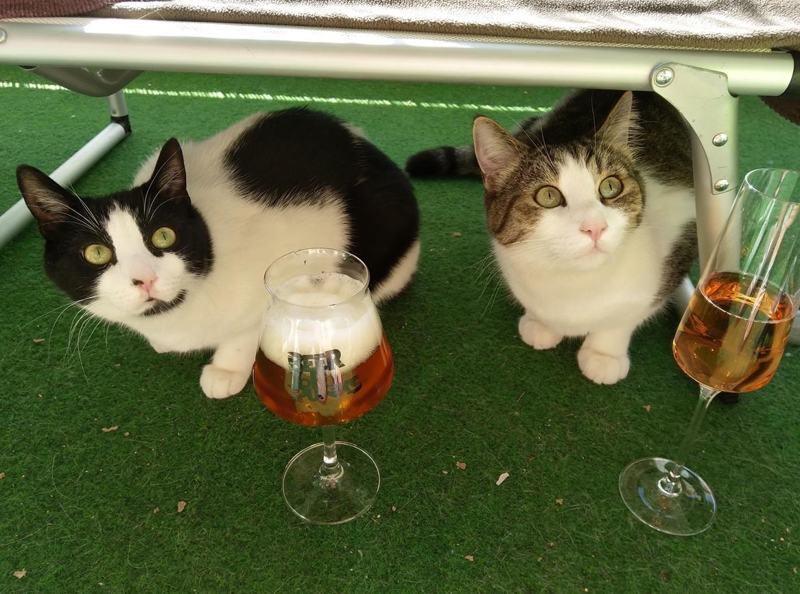 2 Hauskatzen mit Inventar suchen liebes Zuhause