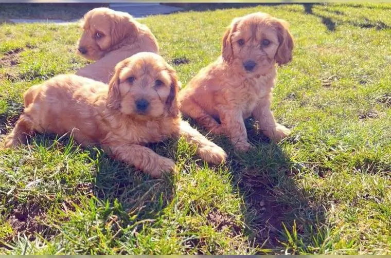 Cockerpoo/Cockapoo Welpen abzugeben