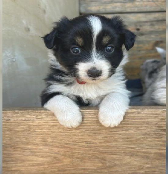 Australian Shepherd Welpen