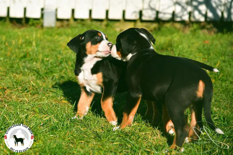 Grosser Schweizer Sennenhund Welpen (Swissydog)