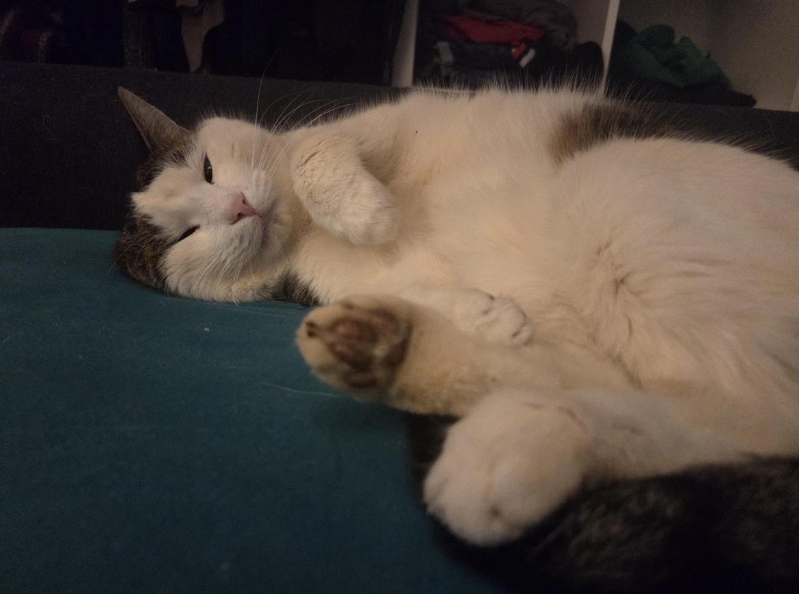 Schmusekater Balu sucht seine Familie