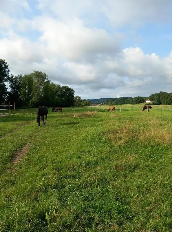 Grosse Auslaufboxe für 1 oder 2 Pferde, Oberentfelden AG