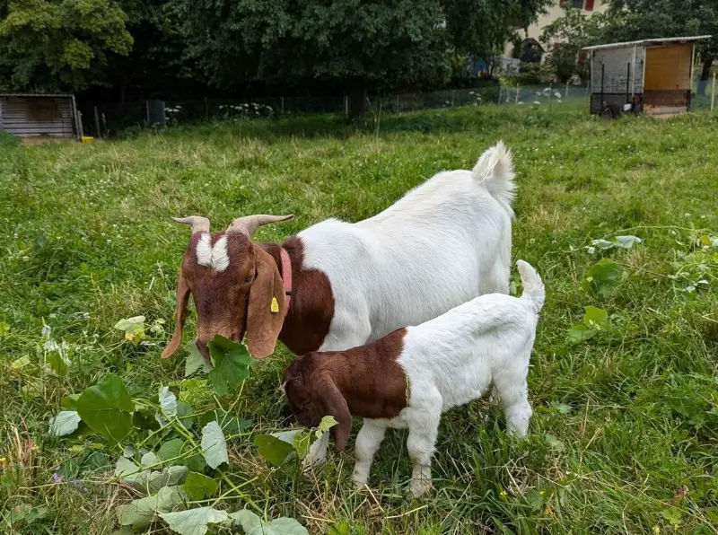 2 Burenziegen mit 3 Kitz zu verkaufen