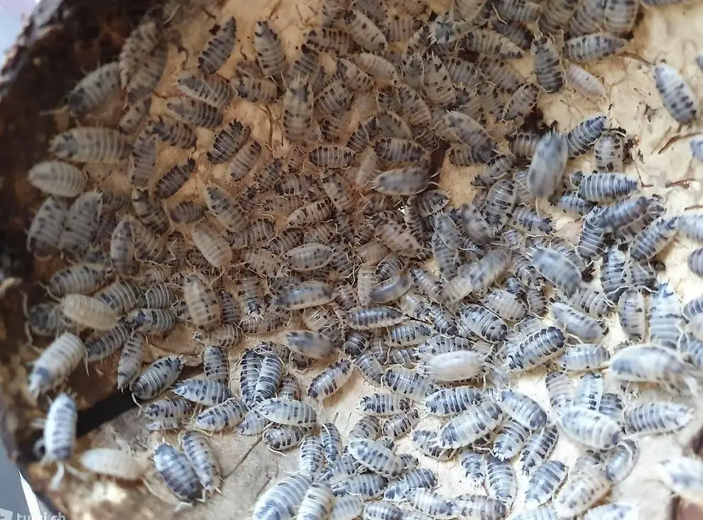 Porcellio laevis panda Asseln abzugeben