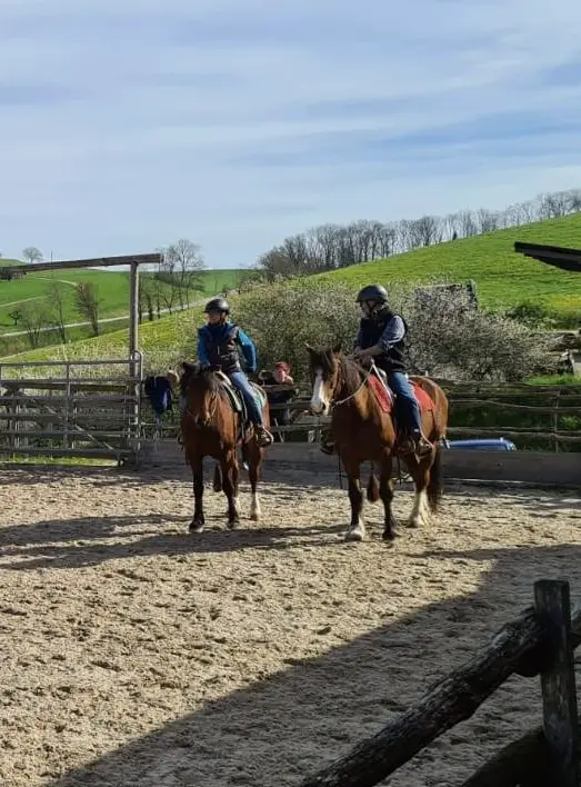 Reitbeteiligung für 2 Freiberger im Aargau