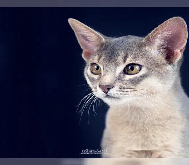 Abessinier Kitten mit Stammbaum - Blaue