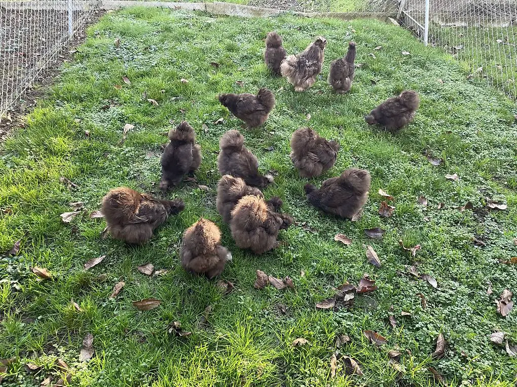 Seidenhuhn Schokoladenbraun