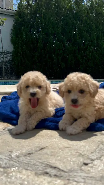 Maltipoo Welpen Weibchen Männchen