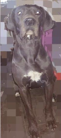 Deutsche Doggen Hündin abzugeben