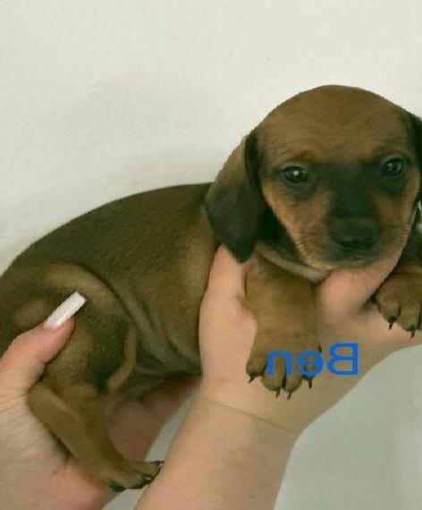 Standard Zwerg Kurzhaar Dackel Welpen mit Stammbaum in Braun 2 Buben noch frei