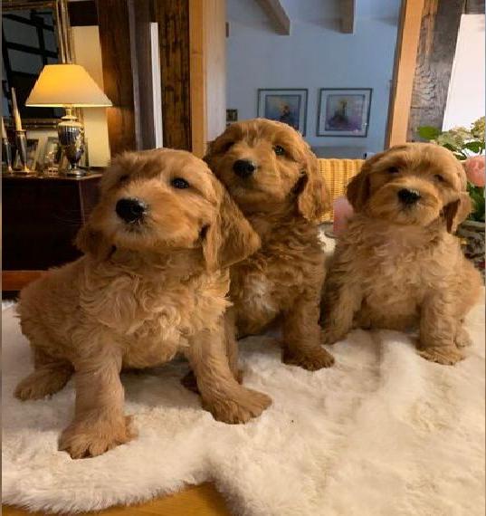 Wunderschöne Goldendoodlewelpen abzugeben