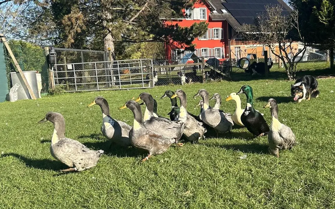 Pommernenten Bruteier zu verkaufen