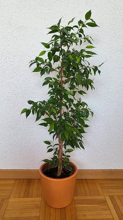 Zimmerpflanze: Ficus Benjamina / Birkenfeige 85cm