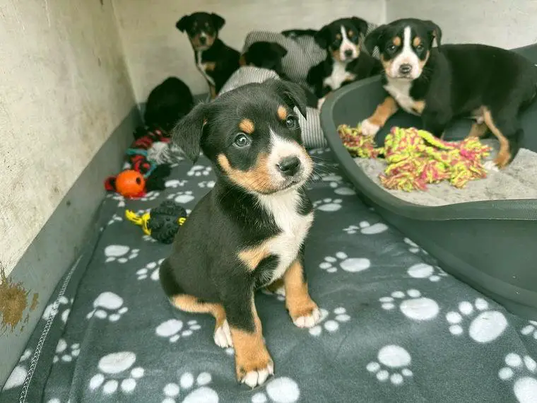 Grosser Schweizer Sennenhund/Appenzeller Sennenhund Welpen, Swissdog