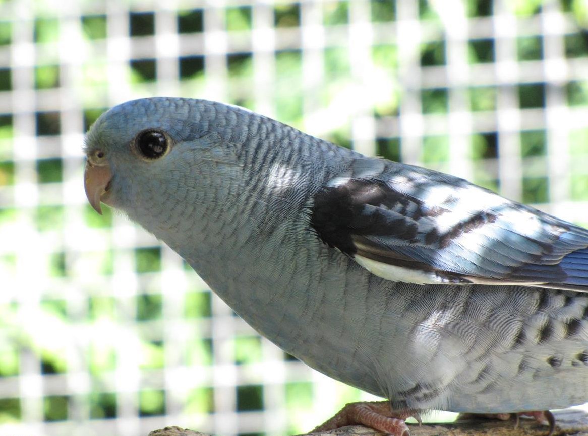 Katharinasittich Henne sucht neuer Lebenspartner