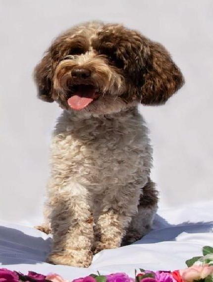 Schnoodle Deckrüde