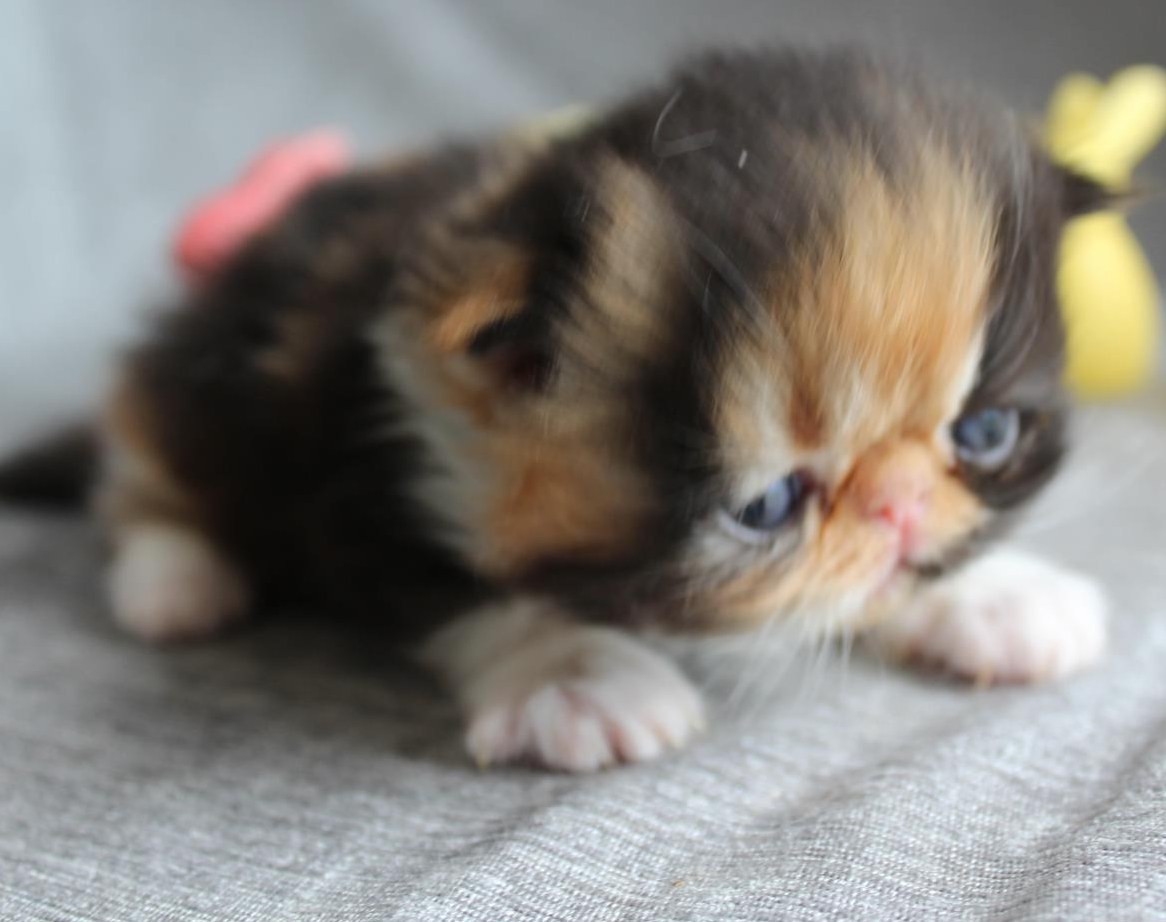 Perser Katzen Mädchen mit Stammbaum