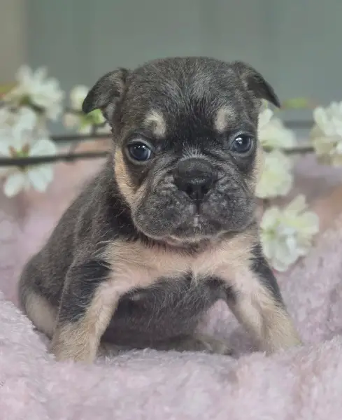 Fluffy französische Bulldogge Welpen